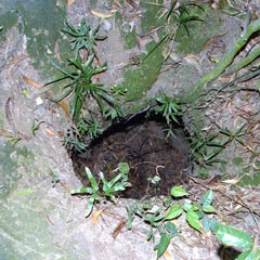Cuchi tunnels