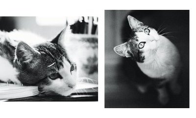 The urban cats' photo album - 19 - New window