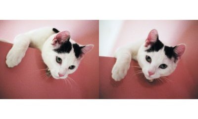 L'album photos des chats des villes - 11 - Ouverture dans une nouvelle fenêtre 