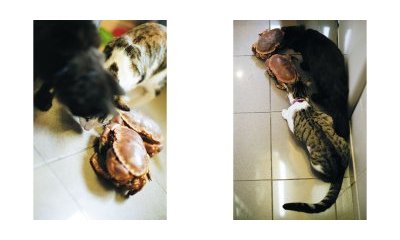 The urban cats' photo album - 24 - New window