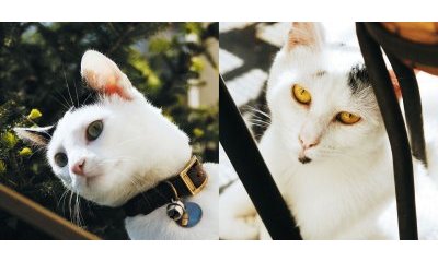 L'album photos des chats des villes - 30 - Ouverture dans une nouvelle fenêtre 