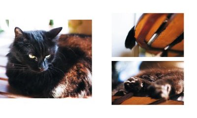 L'album photos des chats des villes - 31 - Ouverture dans une nouvelle fenêtre 