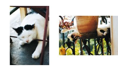 L'album photos des chats des villes - 28 - Ouverture dans une nouvelle fenêtre 