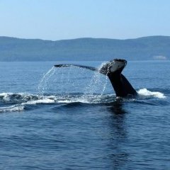 Charlevoix (Québec) - 2 - Ouverture dans une nouvelle fenêtre 