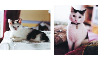 L'album photos des chats des villes - 13 - Ouverture dans une nouvelle fenêtre 