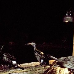 Divers et insolites - 9 - Ouverture dans une nouvelle fenêtre 