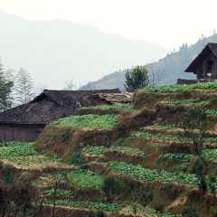 Longsheng - 12 - Ouverture dans une nouvelle fenêtre 