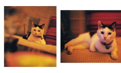 The urban cats' photo album - 12 - New window