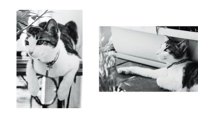L'album photos des chats des villes - 32 - Ouverture dans une nouvelle fenêtre 