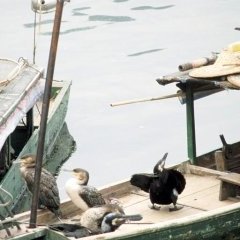 Divers et insolites - 8 - Ouverture dans une nouvelle fenêtre 