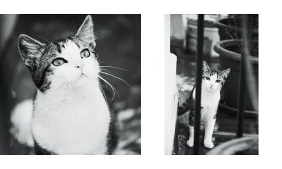 The urban cats' photo album - 33 - New window