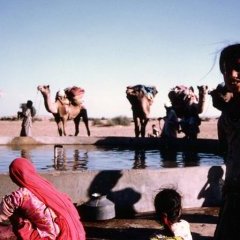 Le Rajasthan - 21 - Ouverture dans une nouvelle fenêtre 