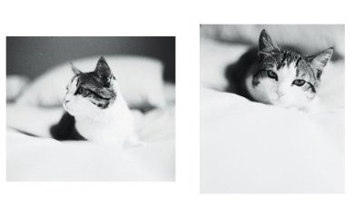 The urban cats' photo album - 18 - New window