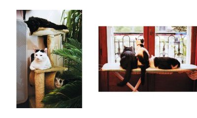L'album photos des chats des villes - 40 - Ouverture dans une nouvelle fenêtre 