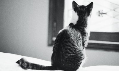 The urban cats' photo album - 41 - New window