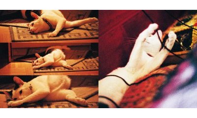 L'album photos des chats des villes - 21 - Ouverture dans une nouvelle fenêtre 