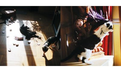L'album photos des chats des villes - 23 - Ouverture dans une nouvelle fenêtre 