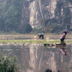 Ninh Binh - 2 - Ouverture dans une nouvelle fenêtre 