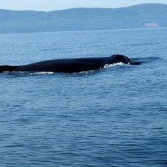 Charlevoix (Québec) - 5 - Ouverture dans une nouvelle fenêtre 