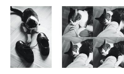 L'album photos des chats des villes - 25 - Ouverture dans une nouvelle fenêtre 
