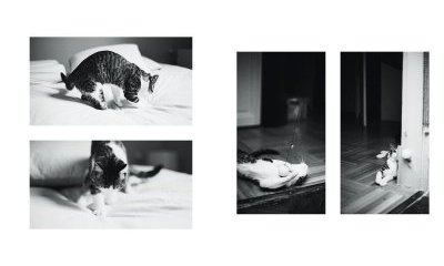 L'album photos des chats des villes - 26 - Ouverture dans une nouvelle fenêtre 