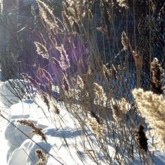 L'hiver au Québec - 24 - Ouverture dans une nouvelle fenêtre 
