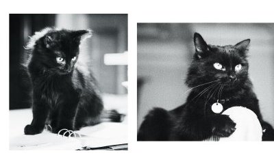 The urban cats' photo album - 15 - New window