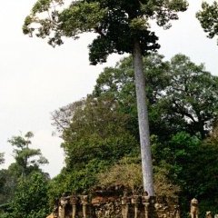 Angkor - 38 - New window