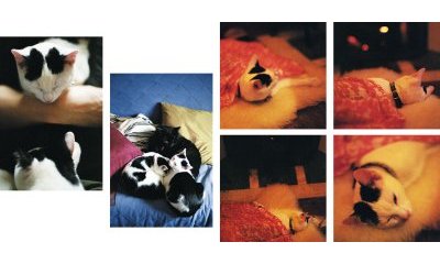 The urban cats' photo album - 1 - New window