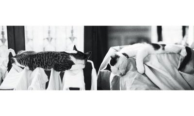 L'album photos des chats des villes - 7 - Ouverture dans une nouvelle fenêtre 