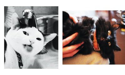 L'album photos des chats des villes - 37 - Ouverture dans une nouvelle fenêtre 