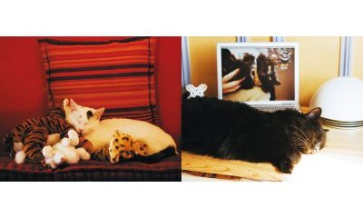 L'album photos des chats des villes - 3 - Ouverture dans une nouvelle fenêtre 