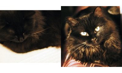 L'album photos des chats des villes - 14 - Ouverture dans une nouvelle fenêtre 
