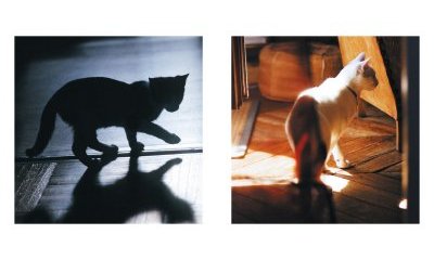 The urban cats' photo album - 38 - New window
