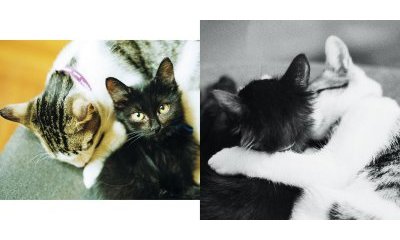 L'album photos des chats des villes - 4 - Ouverture dans une nouvelle fenêtre 