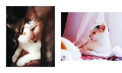 L'album photos des chats des villes - 8 - Ouverture dans une nouvelle fenêtre 