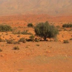 Agadir - 8 - Ouverture dans une nouvelle fenêtre 