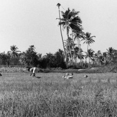 Goa - 1 - Ouverture dans une nouvelle fenêtre 