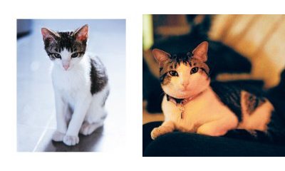 L'album photos des chats des villes - 17 - Ouverture dans une nouvelle fenêtre 