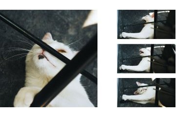The urban cats' photo album - 29 - New window