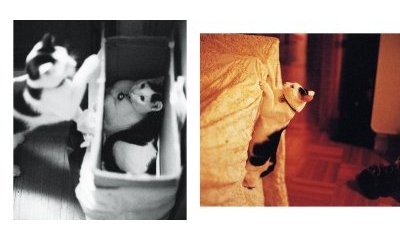 L'album photos des chats des villes - 22 - Ouverture dans une nouvelle fenêtre 